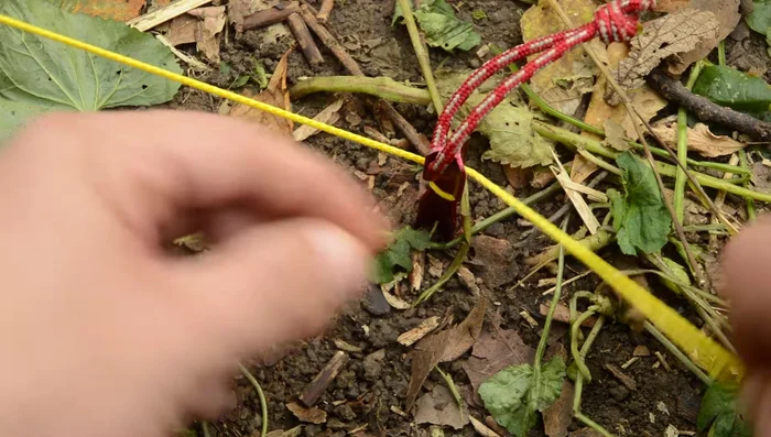 Secure guylines to stakes using one of three knots: round turn and two half hitches, marlin spike hitch, or clove hitch. All are effective and secure.