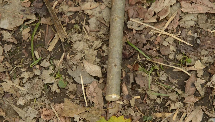 Utilize natural anchors like roots, logs, or rocks in a pinch. Use a killer hitch (anchor hitch) when securing to rocks for superior holding power.