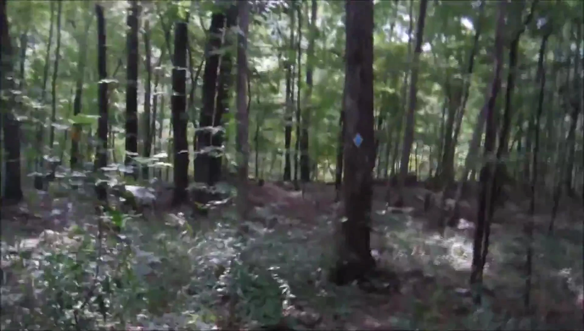 The YouTuber describing a copperhead snake sighting