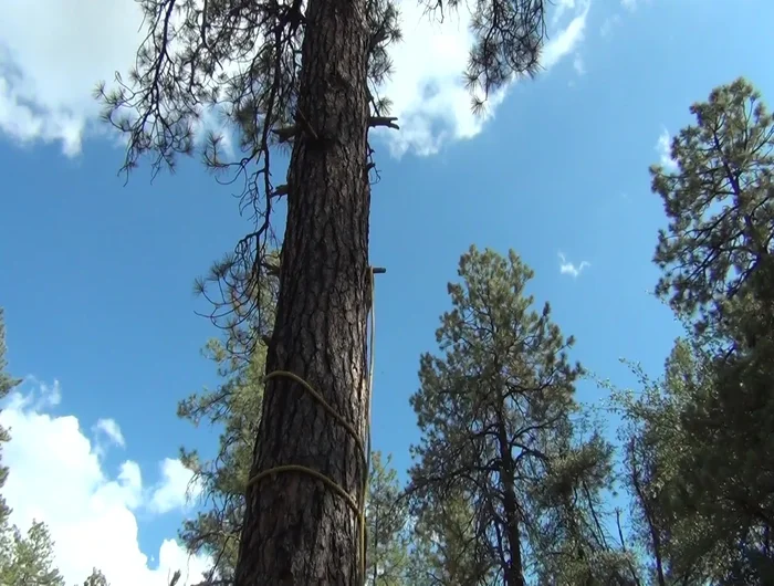 The friction of the tree will hold the rope; no need to tie it.