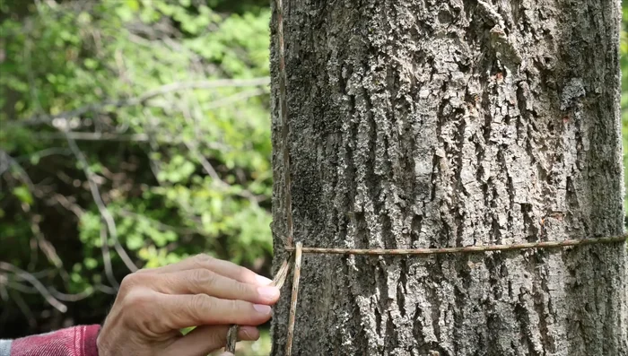 Hoist up the tarp and tie off to the tree trunk.