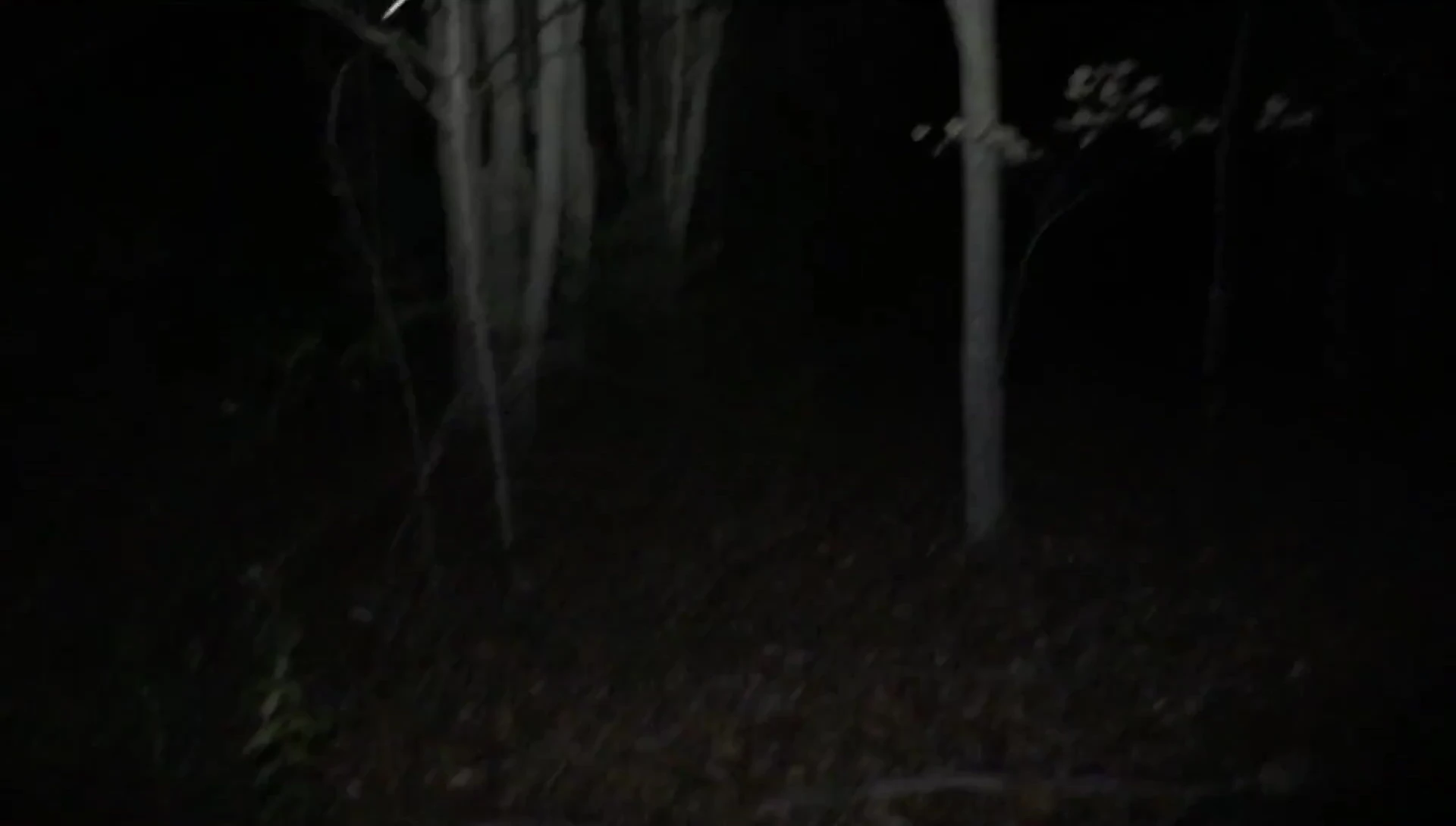 Headlamp illuminating a wooded area at night