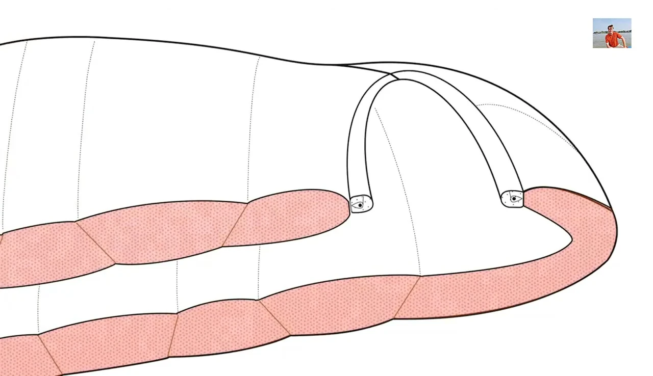 Image highlighting the narrower shoulder and shorter torso design.