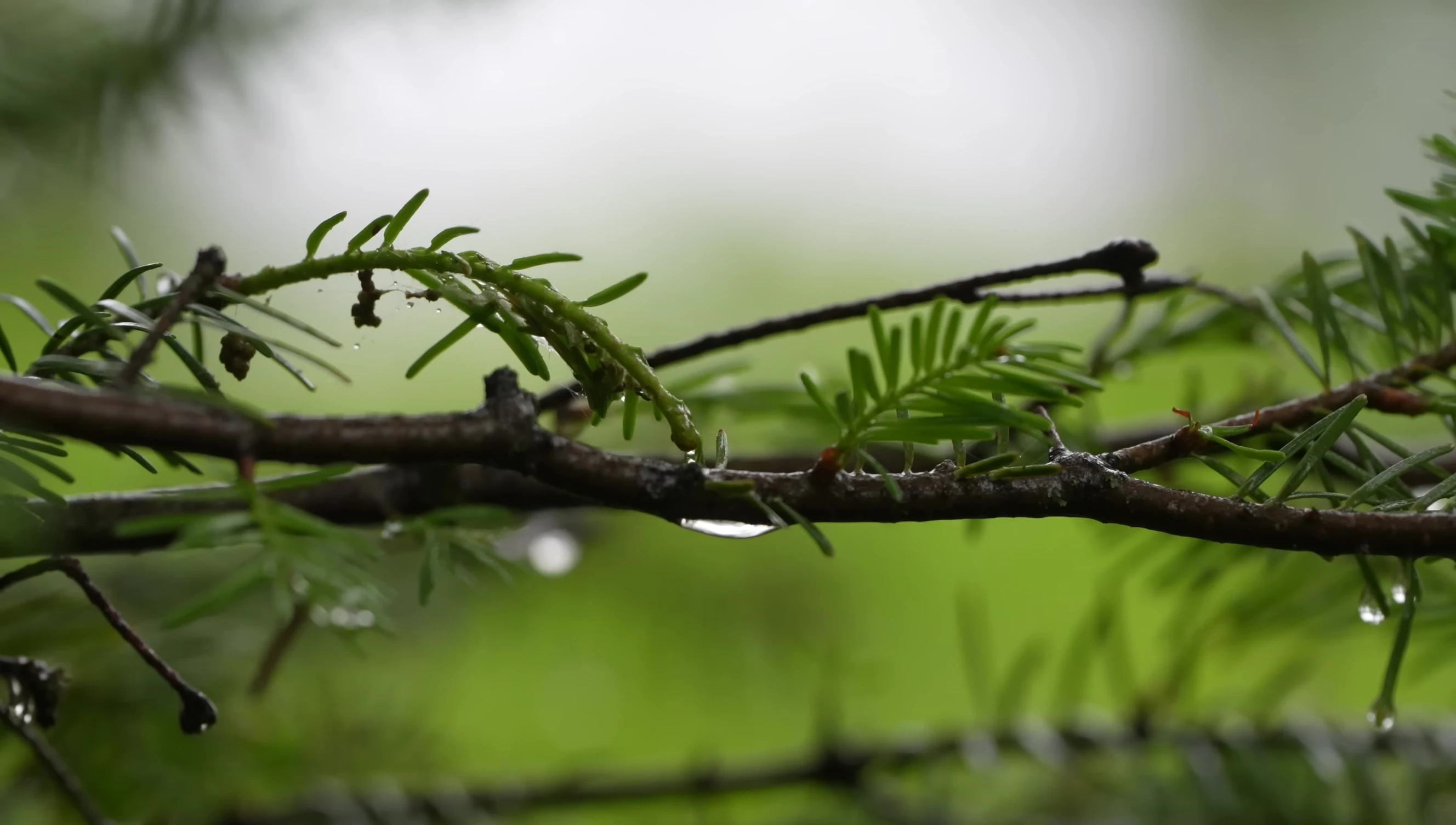 The tent in rainy conditions.