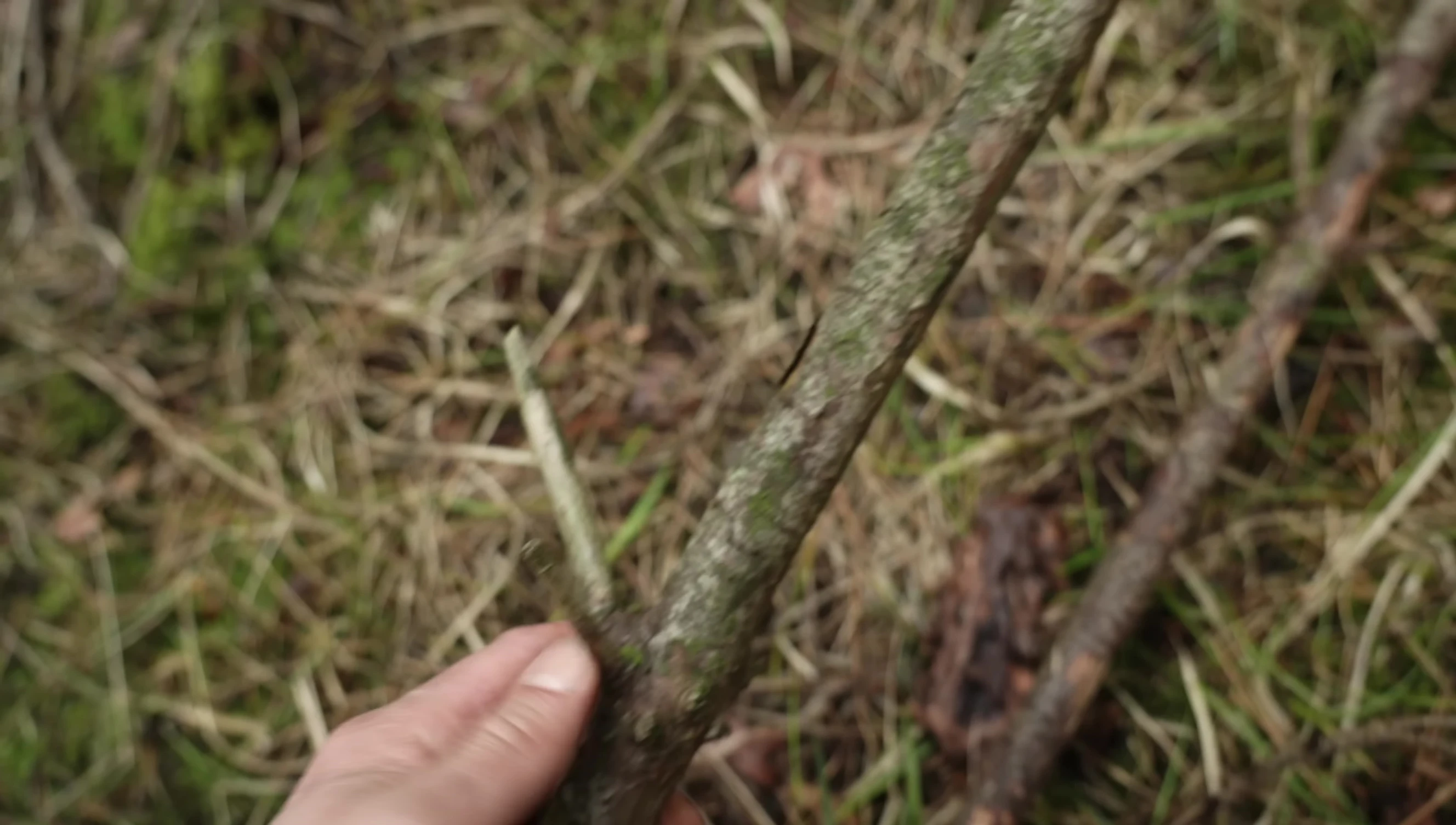 Finding suitable sticks for stakes