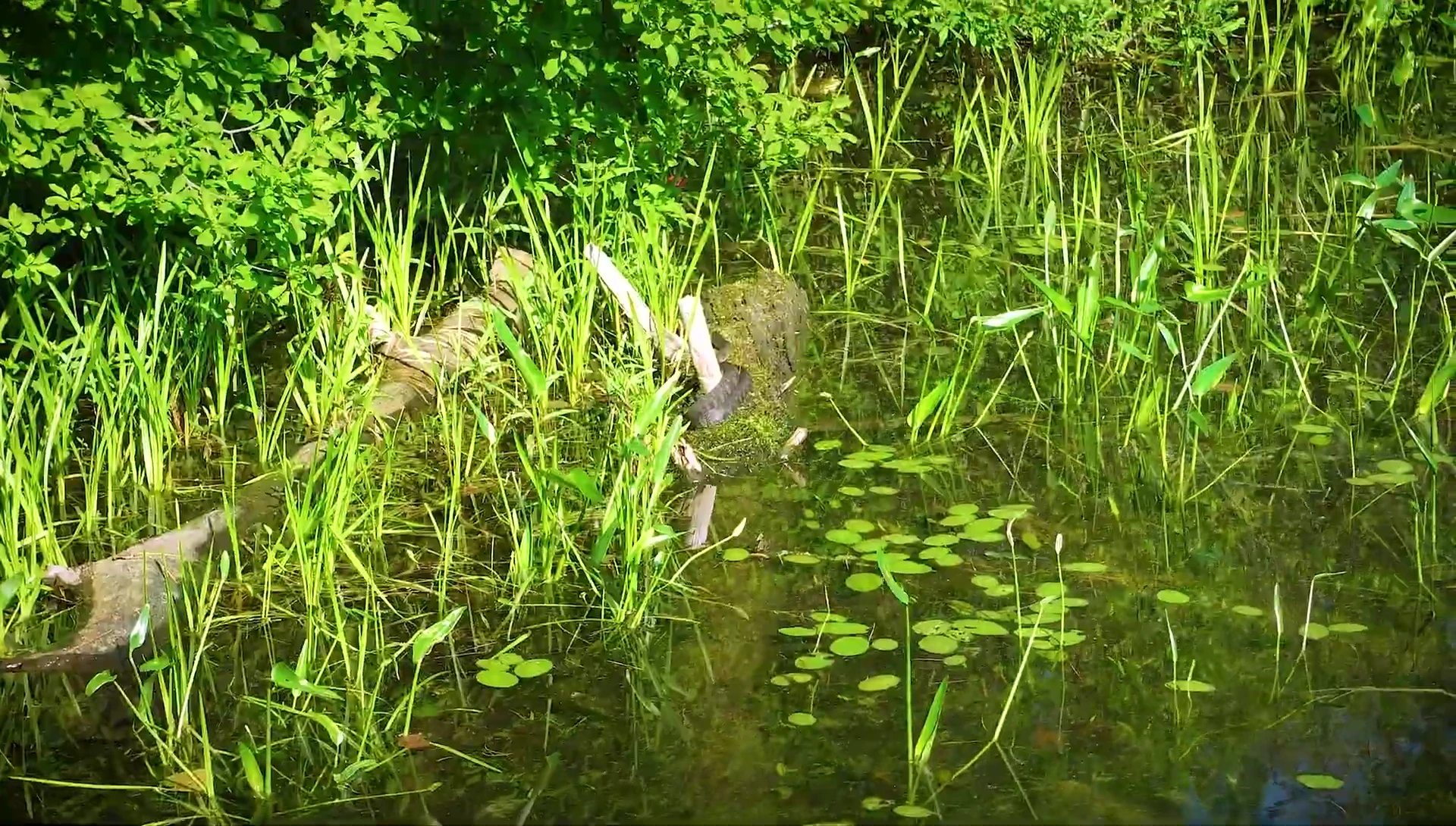 Spotting a snake in the distance