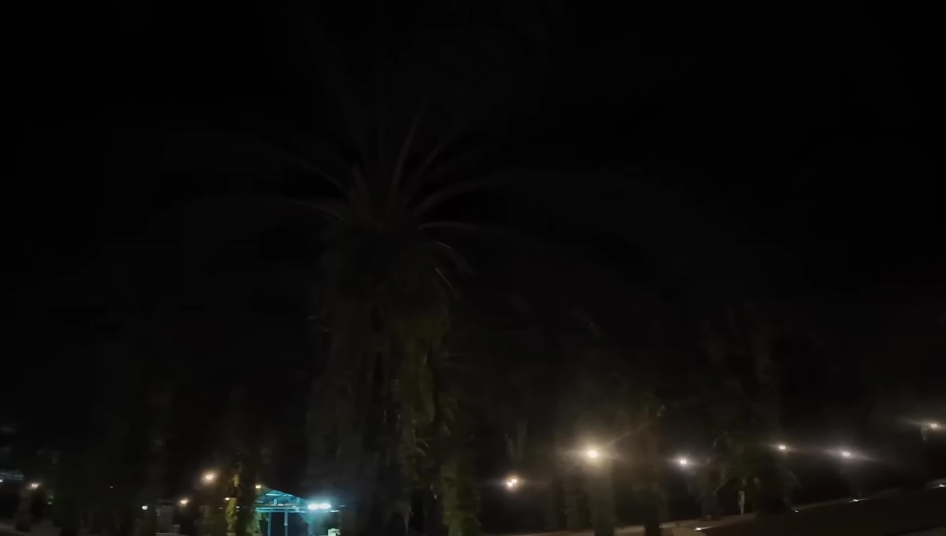 The palm fronds which partly obstruct the view of the night sky.